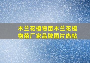 木兰花植物苗木兰花植物苗厂家、品牌、图片、热帖