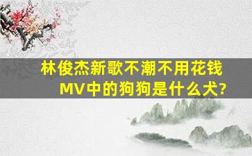 林俊杰新歌《不潮不用花钱》MV中的狗狗是什么犬?