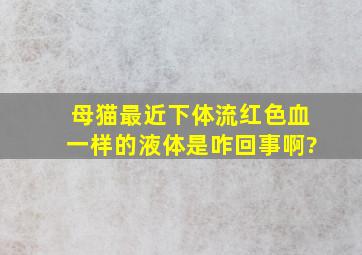 母猫最近下体流红色血一样的液体是咋回事啊?