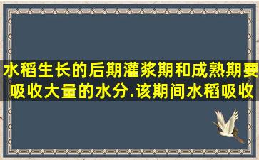 水稻生长的后期(灌浆期和成熟期),要吸收大量的水分.该期间水稻吸收的...