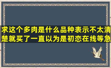 求,这个多肉是什么品种,表示不太清楚就买了,一直以为是初恋,在线等,急