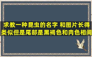 求教一种昆虫的名字 和图片长得类似,但是尾部是黑褐色和肉色相间的