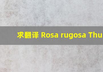 求翻译 Rosa rugosa Thunb