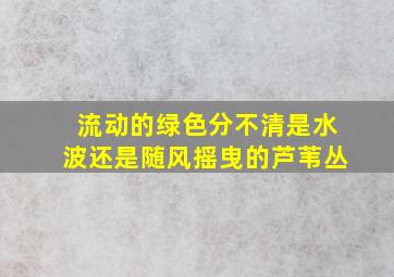 流动的绿色分不清是水波还是随风摇曳的芦苇丛