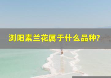 浏阳素兰花属于什么品种?