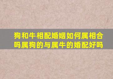 狗和牛相配婚姻如何属相合吗,属狗的与属牛的婚配好吗