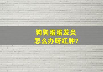 狗狗蛋蛋发炎怎么办呀红肿?