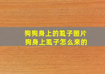 狗狗身上的虱子图片 狗身上虱子怎么来的