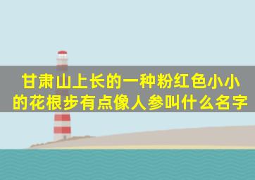 甘肃山上长的一种粉红色小小的花根步有点像人参叫什么名字