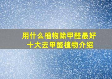 用什么植物除甲醛最好 十大去甲醛植物介绍