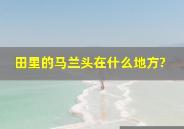 田里的马兰头在什么地方?