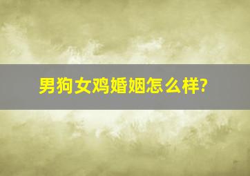 男狗女鸡婚姻怎么样?