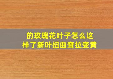 的玫瑰花叶子怎么这样了,新叶扭曲耷拉变黄