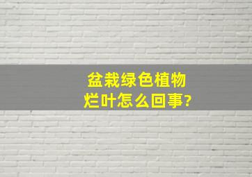 盆栽绿色植物烂叶怎么回事?