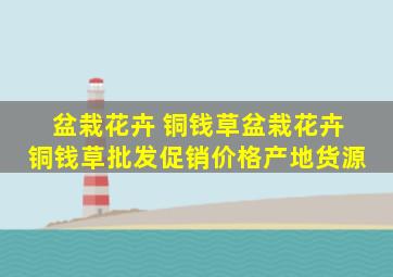 盆栽花卉 铜钱草盆栽花卉 铜钱草批发、促销价格、产地货源 