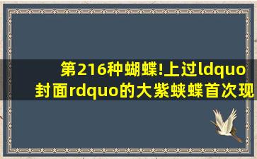 第216种蝴蝶!上过“封面”的大紫蛱蝶首次现身宁波|林海伦