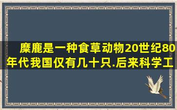 糜鹿是一种食草动物,20世纪80年代,我国仅有几十只.后来科学工作者把...