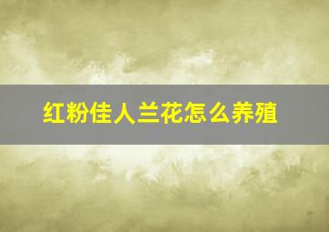 红粉佳人兰花怎么养殖