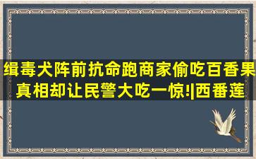 缉毒犬阵前抗命,跑商家偷吃百香果,真相却让民警大吃一惊!|西番莲属|...