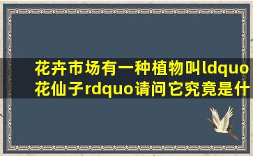 花卉市场有一种植物叫“花仙子”,请问它究竟是什么花?学名叫什么?