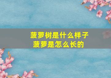 菠萝树是什么样子菠萝是怎么长的 