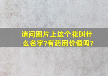 请问图片上这个花叫什么名字?有药用价值吗?