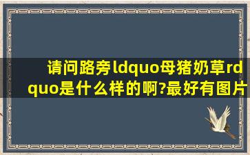 请问路旁“母猪奶草”是什么样的啊?最好有图片的?谢谢