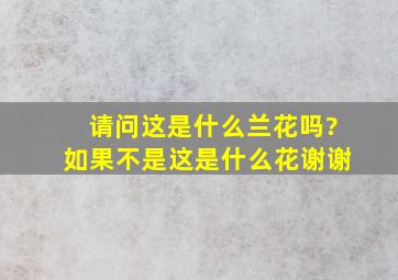 请问这是什么兰花吗?如果不是,这是什么花,谢谢