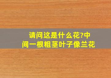 请问这是什么花?中间一根粗茎,叶子像兰花