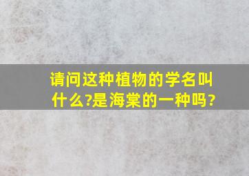 请问这种植物的学名叫什么?是海棠的一种吗?