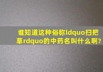 谁知道这种俗称“扫把草”的中药名叫什么啊?