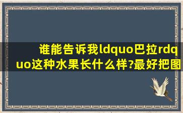 谁能告诉我“巴拉”这种水果长什么样?最好把图片也发给我