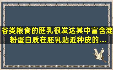 谷类粮食的胚乳很发达,其中富含淀粉、蛋白质。在胚乳贴近种皮的...