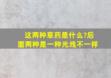 这两种草药是什么?(后面两种是一种,光线不一样)