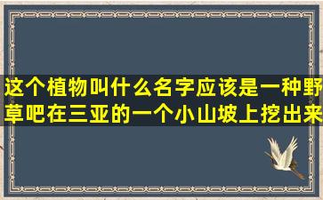 这个植物叫什么名字,应该是一种野草吧,在三亚的一个小山坡上挖出来...