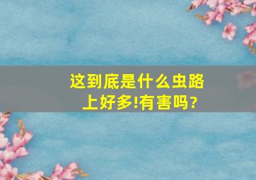 这到底是什么虫,路上好多!有害吗?