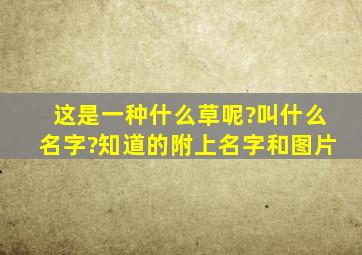 这是一种什么草呢?叫什么名字?知道的附上名字和图片