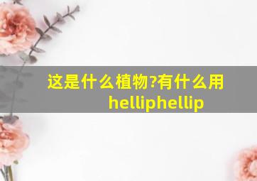 这是什么植物?有什么用……