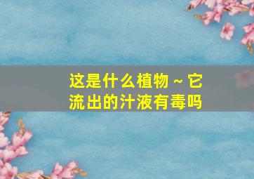 这是什么植物～它流出的汁液有毒吗