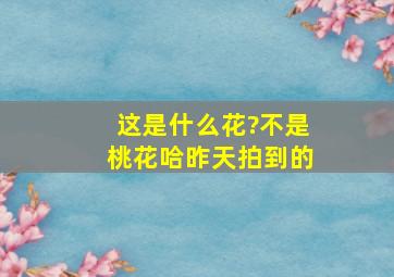 这是什么花?不是桃花哈,昨天拍到的