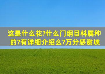 这是什么花?什么门、纲、目、科、属、种的?有详细介绍么?万分感谢埃