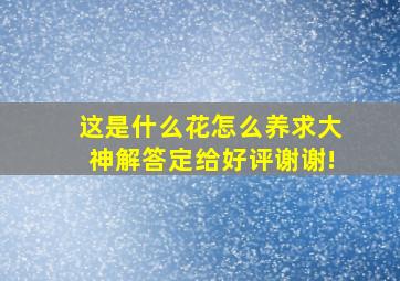 这是什么花怎么养,求大神解答定给好评,谢谢!