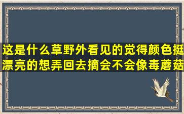 这是什么草,野外看见的觉得颜色挺漂亮的想弄回去摘,会不会像毒蘑菇...