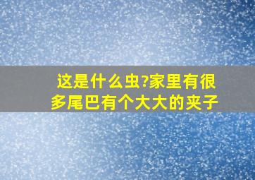 这是什么虫?家里有很多,尾巴有个大大的夹子