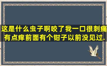 这是什么虫子啊,咬了我一口,很刺痛,有点痒,前面有个钳子,以前没见过,...