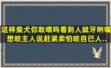 这样柴犬你敢喂吗,看到人龇牙咧嘴想咬,主人说赶紧卖怕咬自已人...