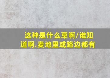 这种是什么草啊/谁知道啊.麦地里或路边都有