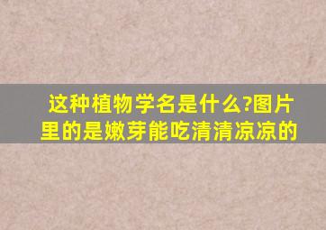 这种植物学名是什么?图片里的是嫩芽,能吃,清清凉凉的