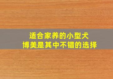 适合家养的小型犬 博美是其中不错的选择