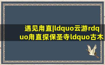 遇见甪直|“云游”甪直,探保圣寺“古木三绝”